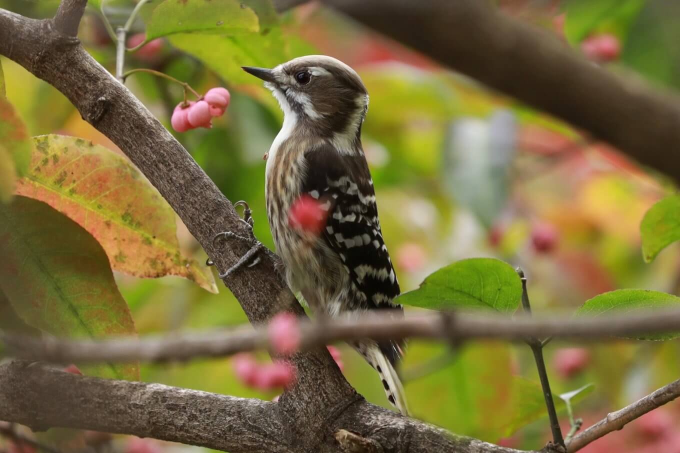 望遠レンズで撮る野鳥の撮り方