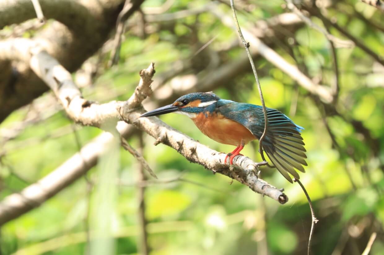 シャッター速度を調整して撮る野鳥