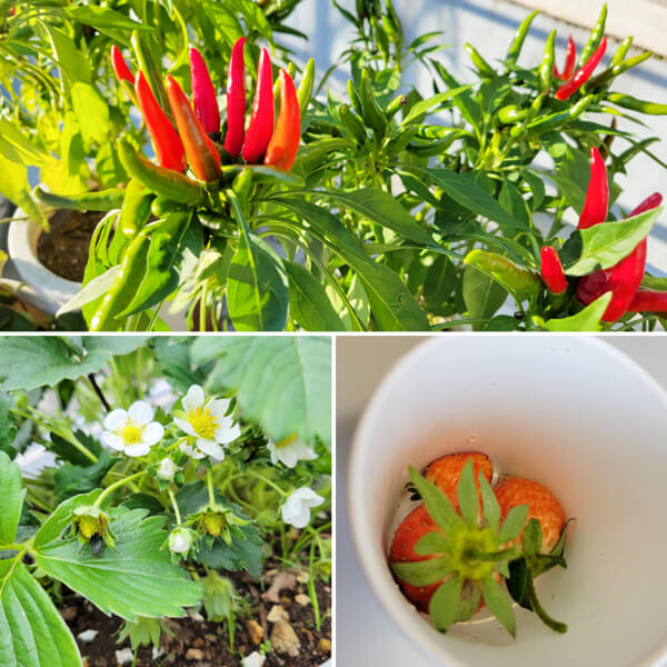 菜園