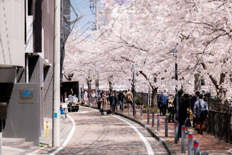 大岡川の満開の桜の写真