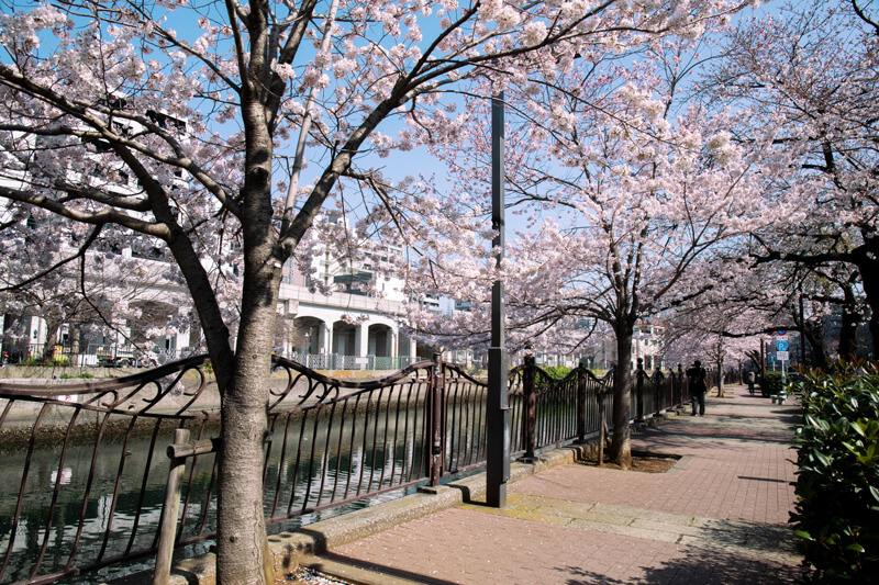 大岡川の桜並木の写真