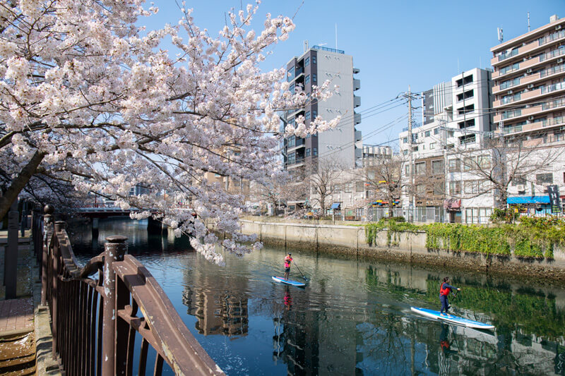 大岡川の桜とサップの写真