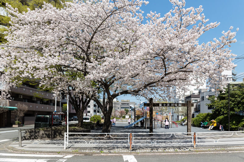 黄金町の富士見川公園の桜の写真