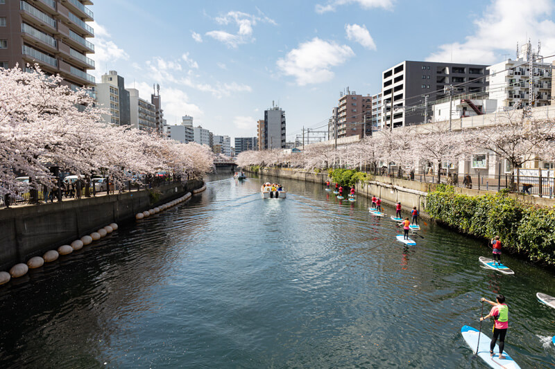 大岡川の桜とサップと空の写真