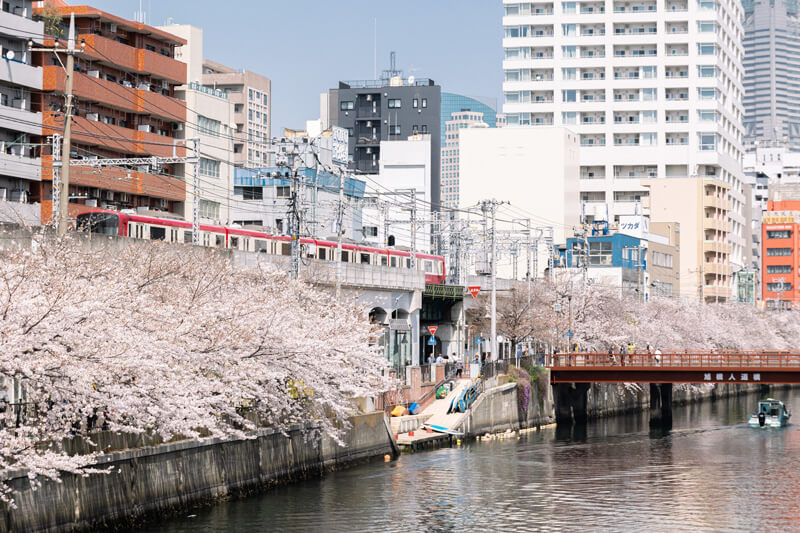 大岡川の桜と京急の写真