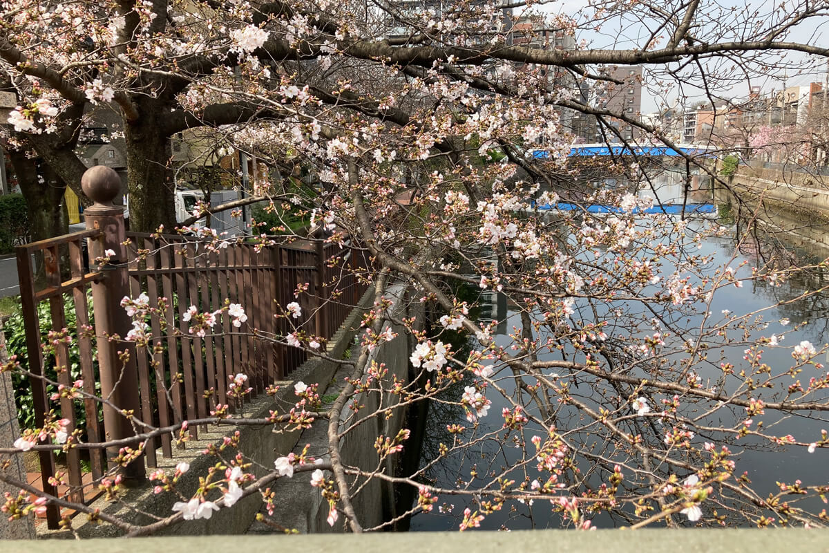 2025年3月27日 大岡川の桜のアップ画像