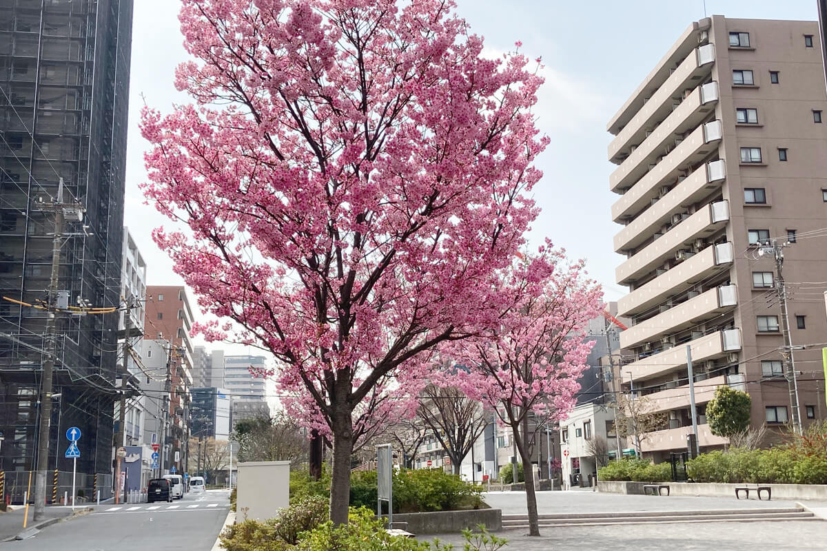 2025年3月27日の富士見公園の桜