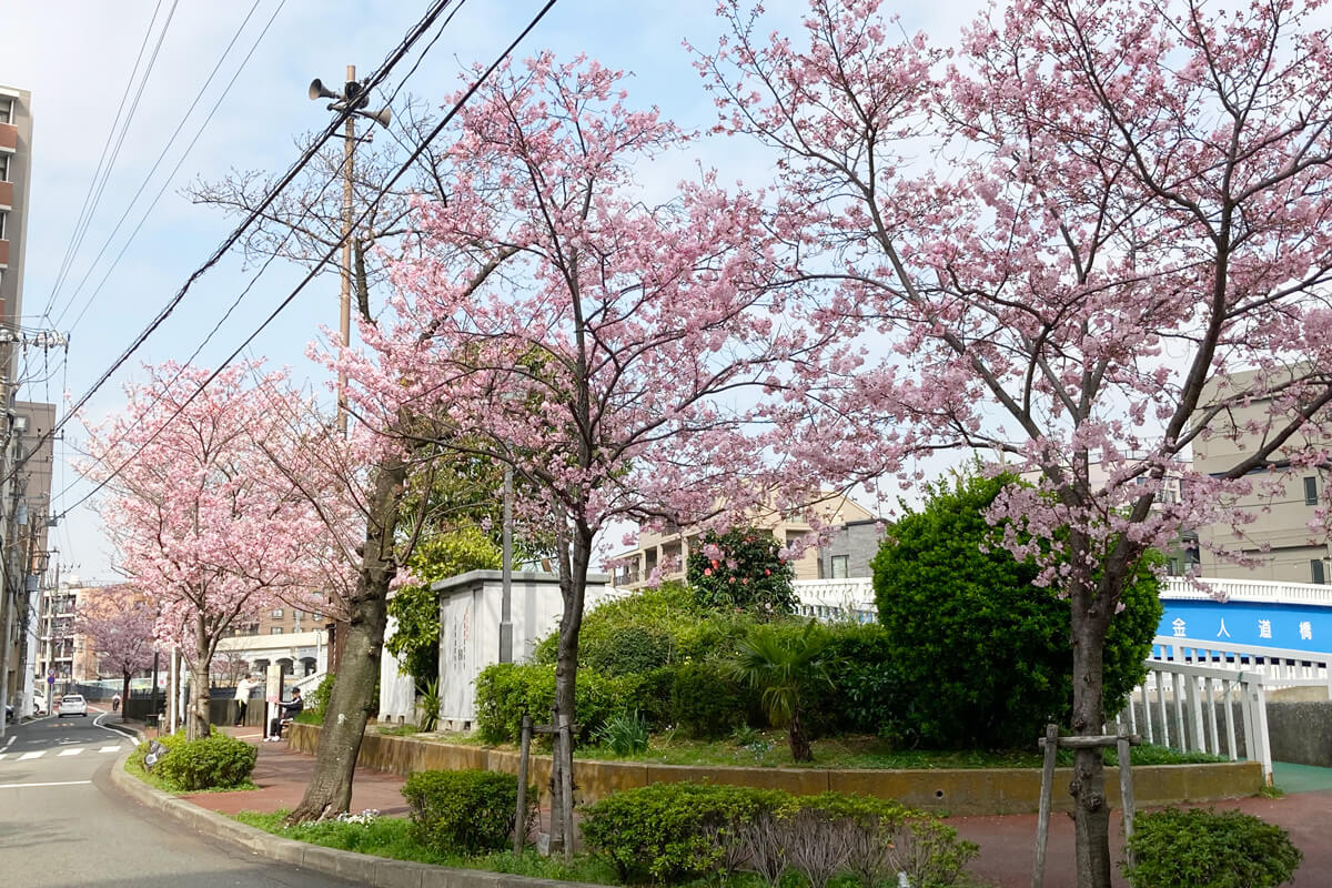2025年3月27日の富士見川公園前の桜
