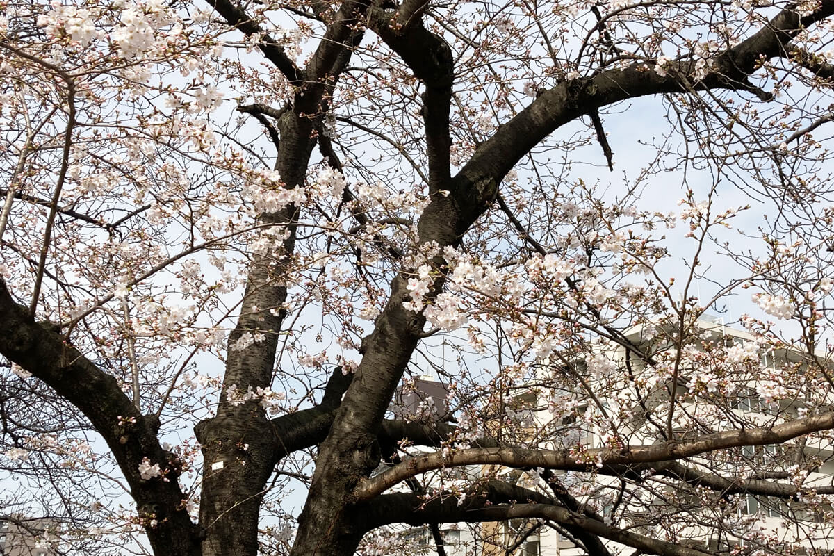2025年3月27日の大岡川の桜