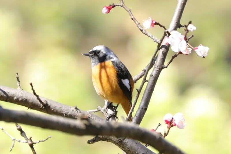 野鳥の撮り方